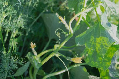 Bahçe yatağında yeşil bir kamçıda çiçek taşıyan küçük salatalıklı yumurtalıklar. Seçici odaklanma. Görüntü. Yatay fotoğraf. 