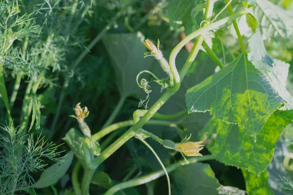 Bahçe yatağında yeşil bir kamçıda çiçek taşıyan küçük salatalıklı yumurtalıklar. Seçici odaklanma. Görüntü. Yatay fotoğraf. 
