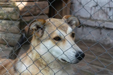 Genç evsiz köpek, bir hayvan barınağında üzgün. Yatay fotoğraf.