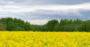 Güzel fırtına bulutlarının arkaplanına karşı parlak sarı kolza tohumu tarlası. Kırsal kesimde. Seçici odaklanma. Yatay fotoğraf.