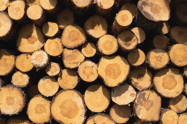 Gefällte Bäume Aus Nächster Nähe Struktur Und Struktur Des Holzes lizenzfreie Stockfotos