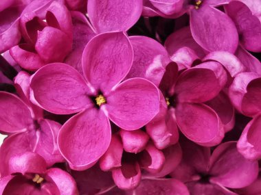Purple-pink lilac close-up. Macro photography, floral natural background. Horizontal photo.