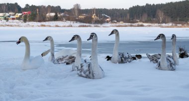 Kışın donmuş bir gölün karlı kıyısında kuğular. Vahşi kuşlar, doğa. Yatay fotoğraf.