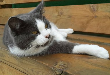 Gri-beyaz evcil bir kedi pençelerini uzatmış bir bankta yatıyor. Kedi arka bahçede dinleniyor. Yatay fotoğraf.
