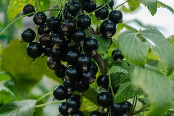 Reife Schwarze Johannisbeeren Einem Zweig Mit Grünem Laub Gartenarbeit Horizontales Stockfoto