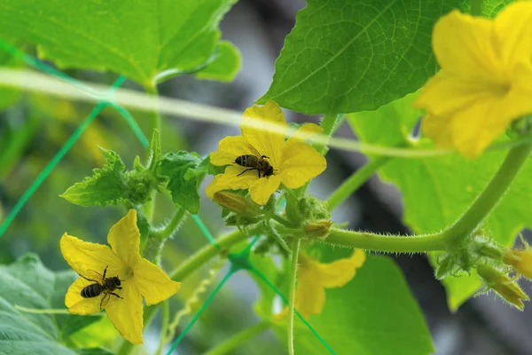 Bienen Die Die Gelben Blüten Der Gurke Bestäuben Peitschen Garten lizenzfreie Stockbilder