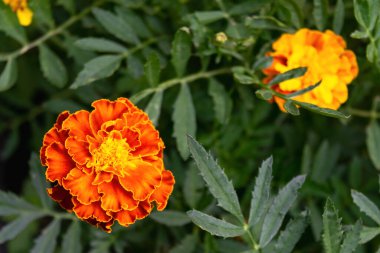 Etiketler. Güzel çiçekli yatak çiçekleri kadife çiçekleri. Doğal çiçek arkaplanı. Yatay fotoğraf.