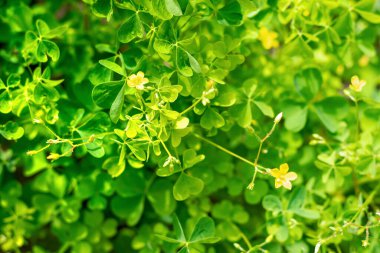 Renkli doğal arka plan, duvar kağıdı. Çayırların arasında yeşil çimlerin arasında büyüyen parlak sarı küçük çiçekler. yatay resim.