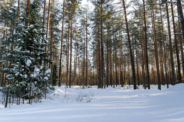 Güzel kış manzarası. Güneşli bir günde, karlı, kozalaklı bir orman. Yatay fotoğraf.