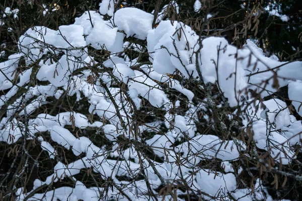 冬季风景 大雪过后的森林灌木丛和树木 横向照片 — 图库照片