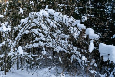 Karda çalı dalları, karlı ormanlar. Kar yağışı sonuçları. Yatay fotoğraf.
