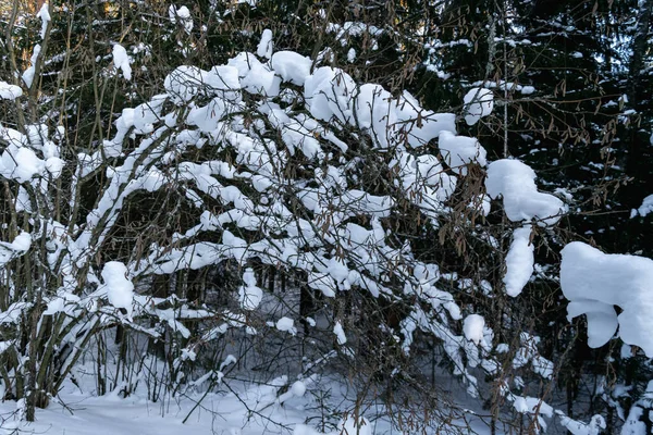 Karda çalı dalları, karlı ormanlar. Kar yağışı sonuçları. Yatay fotoğraf.