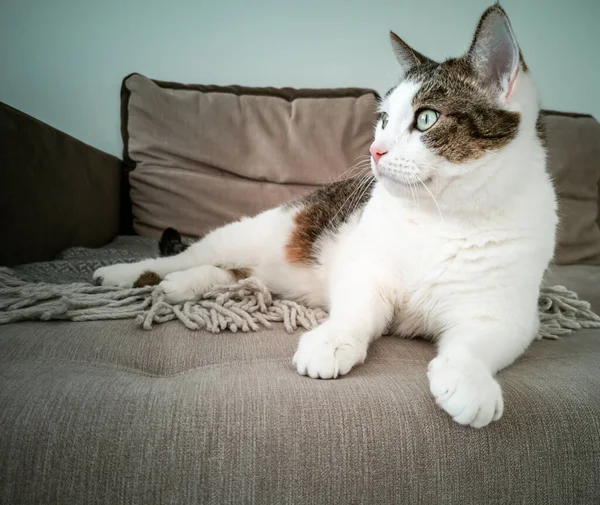 Jeune Chat Domestique Mignon Trouve Sur Canapé Dans Salon Animal — Photo