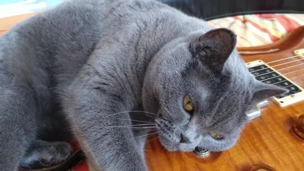 Un beau chat britannique se couche sur une guitare et s'étire 