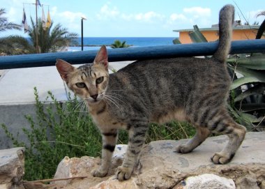 Gerçek kedi serbest kaldı