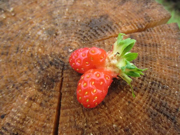 Świeże truskawki ekologiczne na pniu drzewa — Zdjęcie stockowe