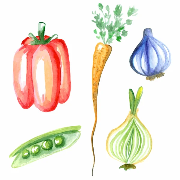 Watercolor vegetables. Vector hand-drawn illustration — Stock Illustration Watercolor vegetables. Vector hand-drawn illustration Stock Vector