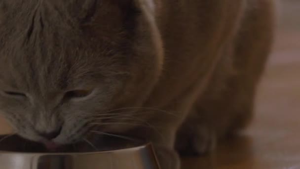 Chat mangeant de la nourriture pour chat dans un bol en métal gros plan 