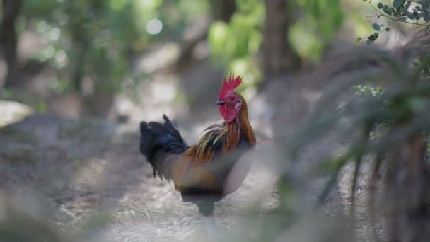 Rooster ingefära svart kuk på Beautiful Green Reserve — Stockvideo