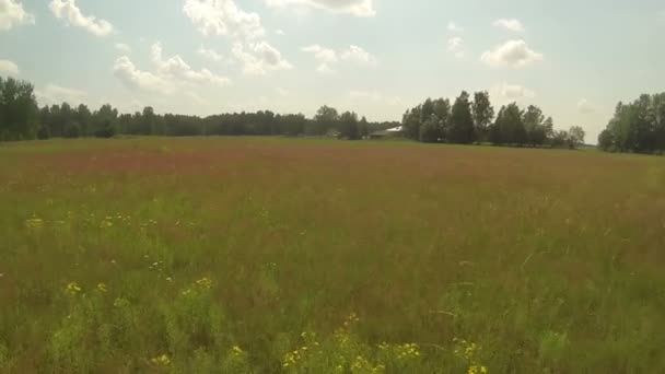 Videoframe aéreo de verão campo vermelho e pássaros, tempo ensolarado, Rússia — Vídeo de Stock