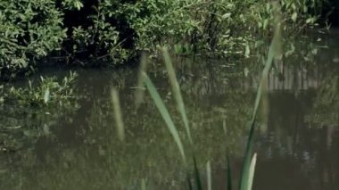 Reed ve yansıma yeşil su, Rus doğa ile yaz gölet