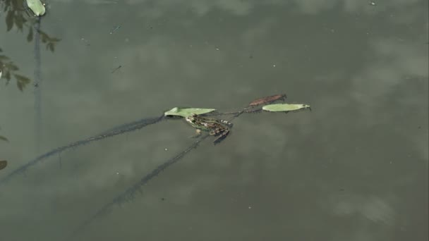 Sapo nadando em uma lagoa verde em um dia ensolarado, reflexão na água das nuvens do céu — Vídeo de Stock