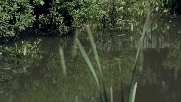 Zomer vijver met reed en weerspiegeling in groen water, Russische aard — Stockvideo