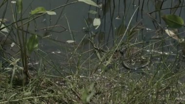 Çim yılan, natrix duckweed gölet üzerinde hareket
