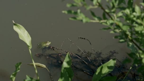 Зеленое коричневое лягушачье сиденье в воде пруда, болотная растительность — стоковое видео