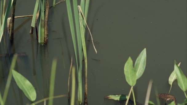 École de poissons dans l'eau de l'étang vert avec roseau et autre végétation — Video