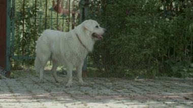 Büyük beyaz köpek nefes ağır bahçede
