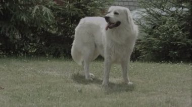 Büyük beyaz köpek çim Bahçe sıcak yaz güneşli gün