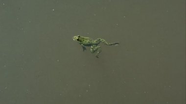 Gölette yüzen kurbağa.