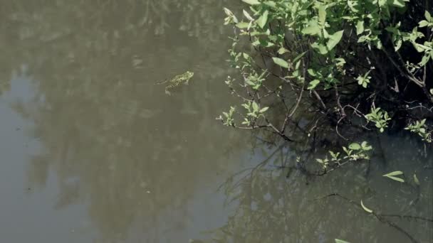 Grenouille dans l'étang avec des végétations marécageuses — Video