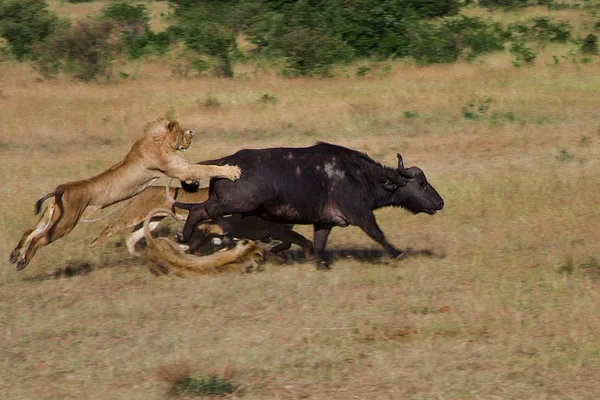 Lev lov v Keni Stock Fotografie