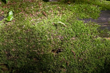 Arazi üzerinde yosun