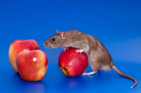 Grey rat with red apple — Stock Photo, Image
