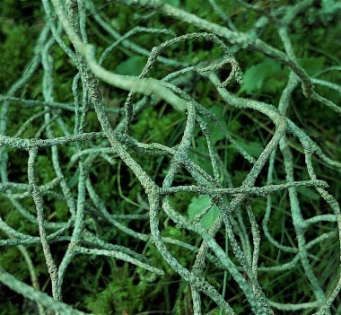 Ağacın ince dalları ilginç mistik bir şekilde çaprazlanmış..  