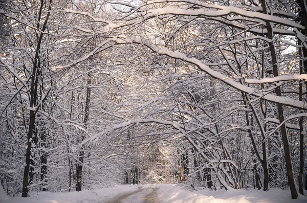 Winter weg en sneeuw bos in Oekraïne — Stockfoto