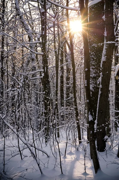 Madera de invierno con luz solar — Foto de Stock