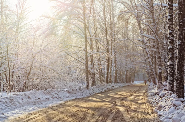 Winter scenic van Birchwood met sneeuw in Oekraïne — Stockfoto