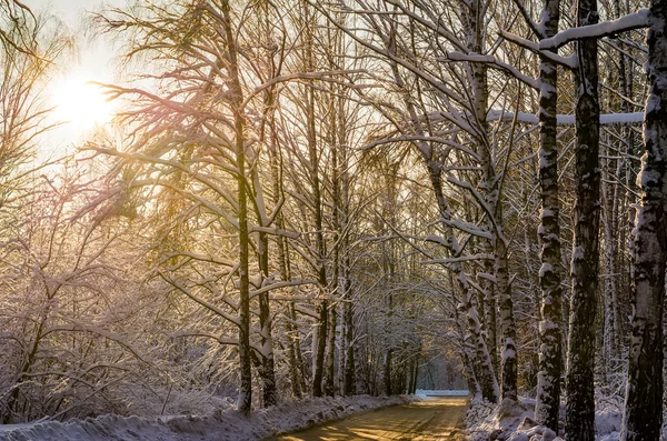 Winter wandeling door het bos met prachtige berken — Stockfoto
