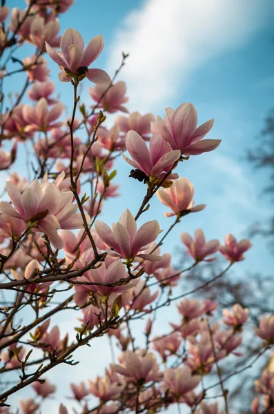 Albero di magnolia primaverile — Foto Stock