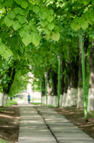 Grüne Frühlingsbäume in ländlicher Landschaft — Stockfoto