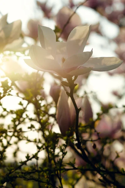 Blommande magnolia i en våren trädgård, bakgrundsbelysning — Stockfoto