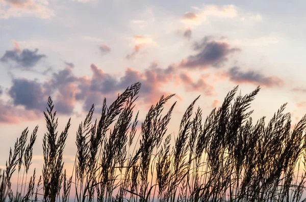 Orejas en una puesta de sol con nubes — Foto de Stock