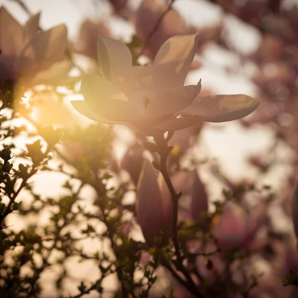 Magnolia κινηματογράφηση σε πρώτο πλάνο στο υπόβαθρο του οπίσθιου φωτισμού — Φωτογραφία Αρχείου