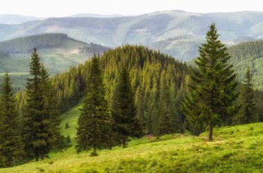 Büyüme ve yaşam temsil eden çam ağaçları ile orman