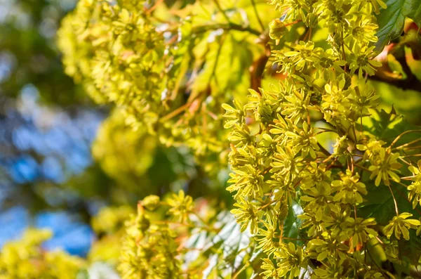 Vårens träd blommor, gul — Gratis stockfoto