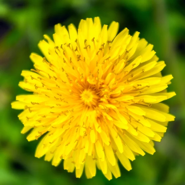 Păpădie de sus, aproape, floare macro — Fotografie de stoc gratuită